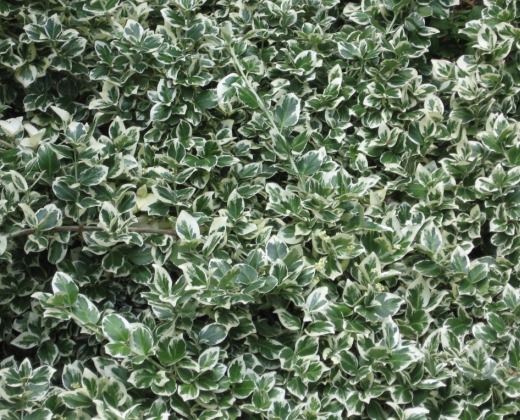 Brslen Fortuneův "EUONYMUS FORTUNEI EMERALD GAIETY"