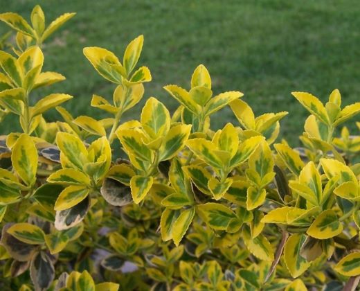 Brslen Fortuneův "EUONYMUS FORTUNEI GOLD"