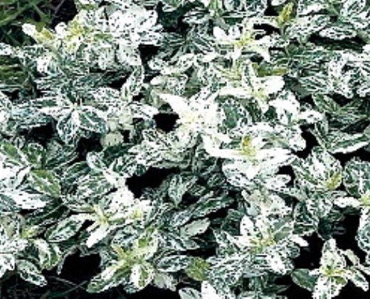 Brslen Fortuneův "EUONYMUS FORTUNEI HARLEXUIN"