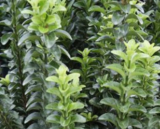 Brslen Fortuneův "EUONYMUS JAPONICUS GREEN SPIRE"