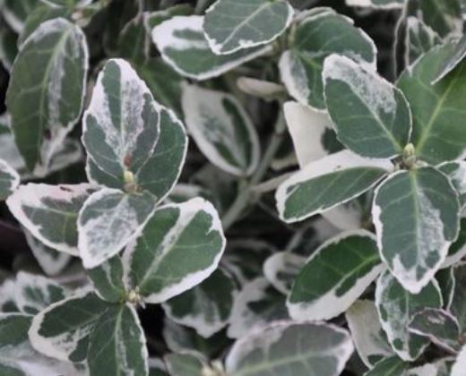 Brslen Fortuneův "EUONYMUS FORTUNEI GRACILIS"