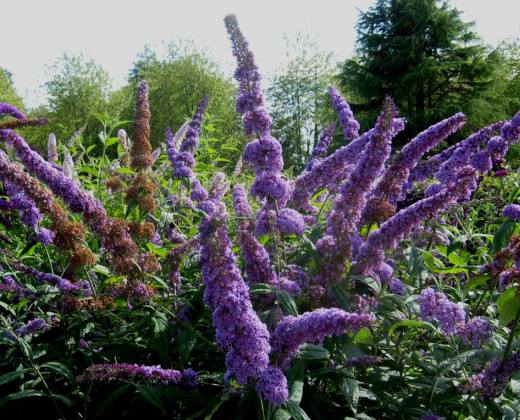 Komule Davidova "BUDDLEJA DAVIDII ORCHID BEAUTY"