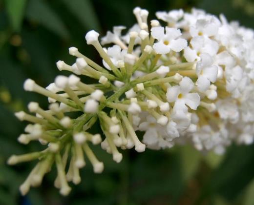 Komule Davidova "BUDDLEJA DAVIDII NANHOENSIS ALBA"