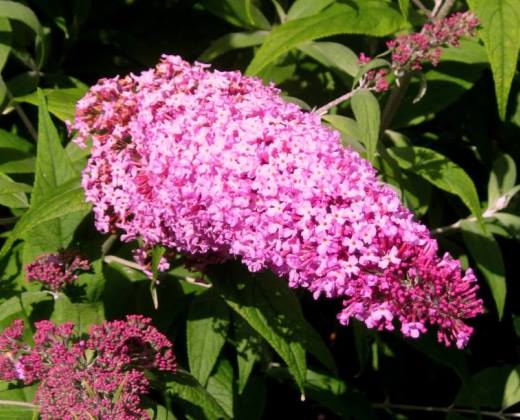 Komule Davidova "BUDDLEJA DAVIDII PINK DELIGHT"