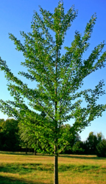 Jinan dvoulaločný "GINKGO BILOBA", výška + 200 cm