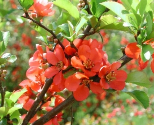 Kdoulovec japonský "CHAENOMELES JAPONICA SARGENTII"