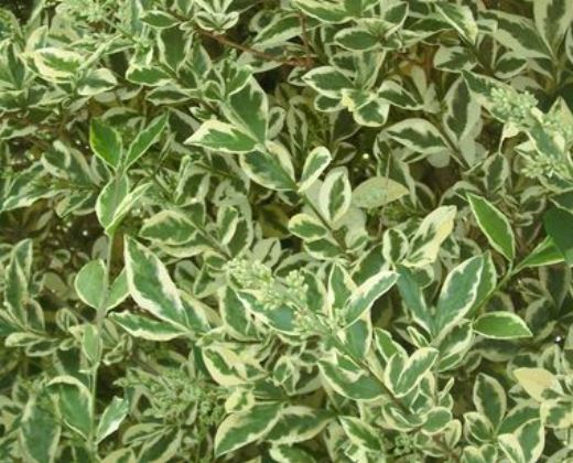 Ptačí zob "LIGUSTRUM OVALIFOLIUM ARGENTEUM"