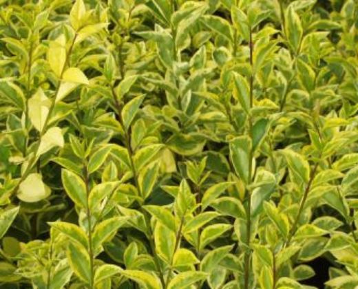 Ptačí zob "LIGUSTRUM OVALIFOLIUM AUREUM"