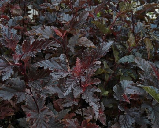 Tavola kalinolistá tmavě červená "PHYSOCARPUS OPULIFOLIUS RED BARON"