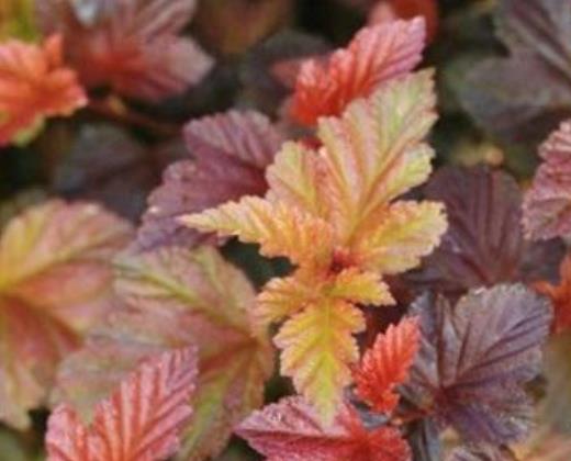Tavola kalinolistá "PHYSOCARPUS OPULIFOLIUS ZDECHOVICE"