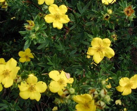 Mochna křovitá "POTENTILLA FRUCTIOSA JOLINA"