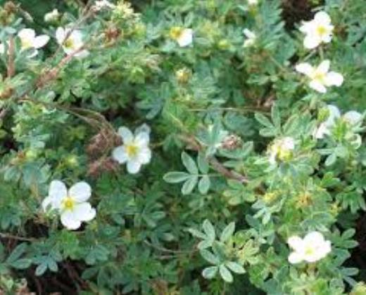 Mochna křovitá "POTENTILLA FRUCTIOSA SNOWFLAKE"