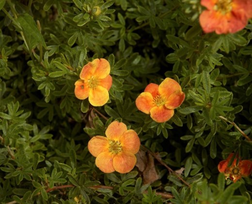 Mochna křovitá "POTENTILLA FRUCTIOSA RED ACE"