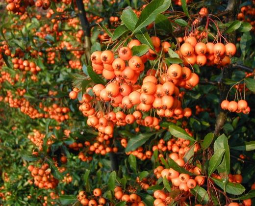 Hlohyně "PYRACANTHA COCCINEA"