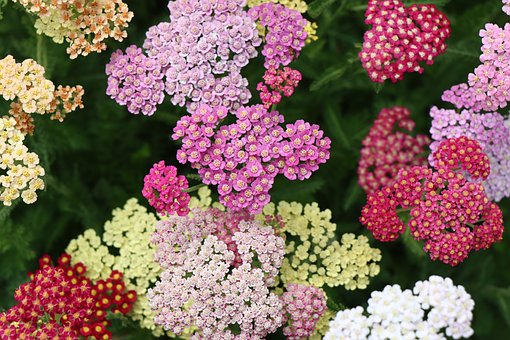 Řebříček obecný červený "ACHILLEA MILLEFOLIUM", více variant