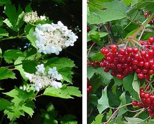 Kalina obecná "VIBURNUM OPULUS"