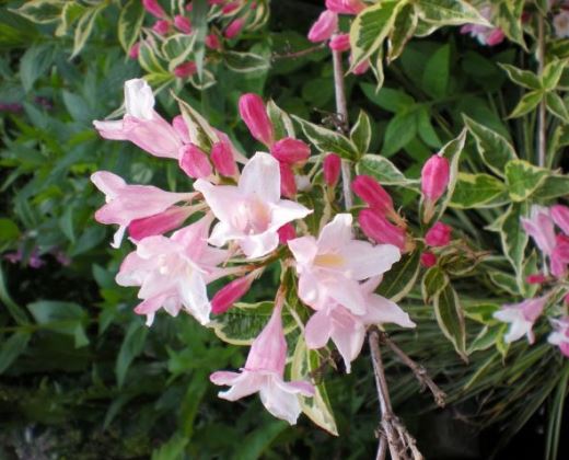 Vajgélie "WEIGELA FLORIDA SPLENDIT"