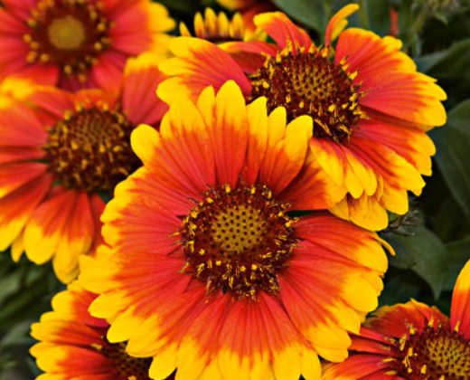 Kokarda osinatá "GAILLARDIA ARISTATA GALLO DARK BICOLOUR"