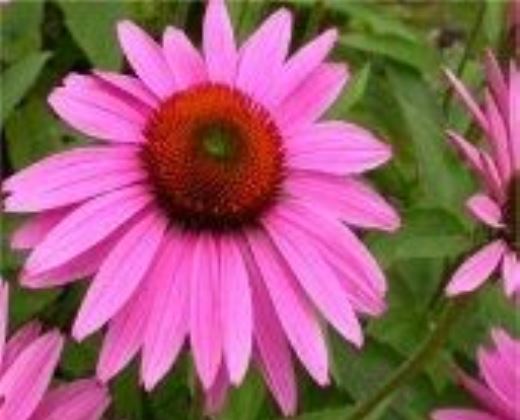 Třapatka nachová "ECHINACEA PURPUREA"