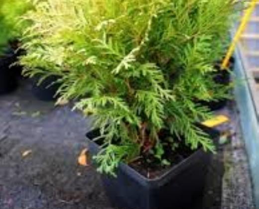 Thůje "THUJA OCCIDENTALIS DANICA AUREA"