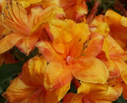 Azalka velkokvětá žluto zlatavá "RHODODENDRON KNAP HILL GOLDEN EAGLE"