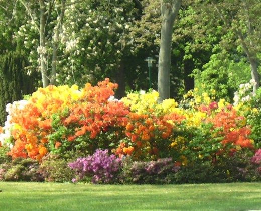 Azalka velkokvětá "AZALEA KNAPHILL"  