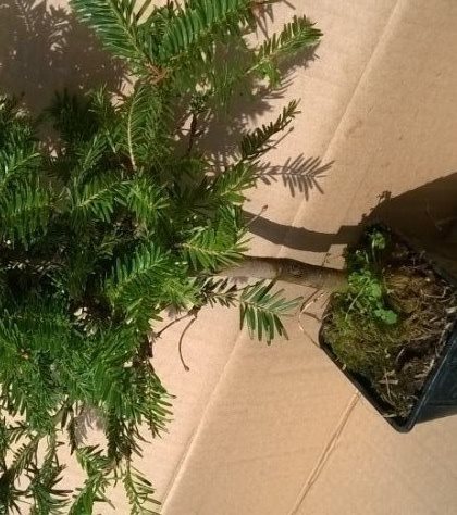 Jedle bělokorá "ABIES ALBA" sazenice