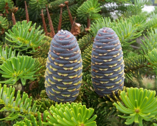 Jedle korejská "ABIES KOREANA"