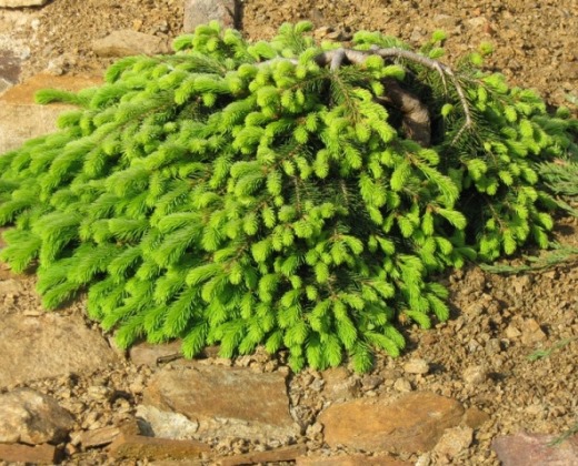 Smrk Formánek "PICEA ABIES FORMANEK"