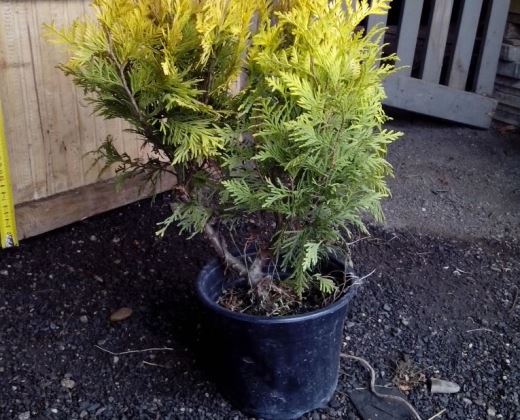 Thůje "THUJA OCCIDENTALIS SUNKIST"