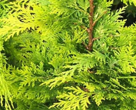 Cypřišek "CHAMAECYPARIS LAWSONIANA IVONNE", výška cca 80 cm