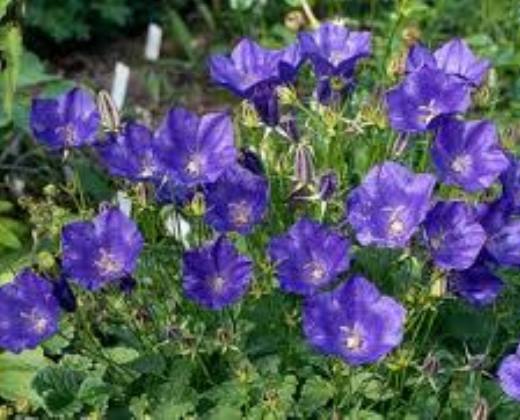 Zvonek modrý "CAMPANULA CARPATICA BLUE"