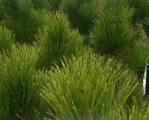 Borovice bělokorá "PINUS LEUCODERMS MALINKI"