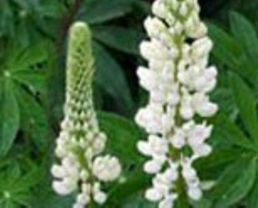 Vlčí bob "LUPINUS POLYPHYLLUS CAMELOT", více variant