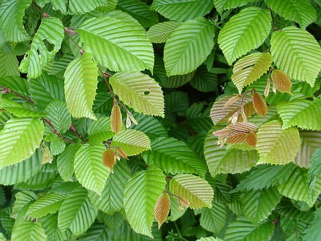 Habr obecný "CARPINUS BETULUS"