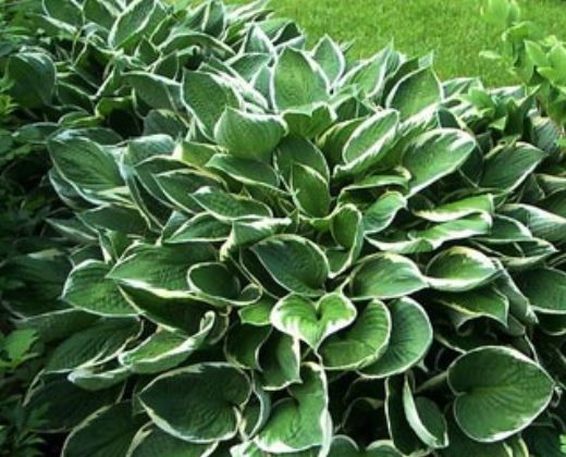 Bohyška "HOSTA FORTUNEI FRANCEE"