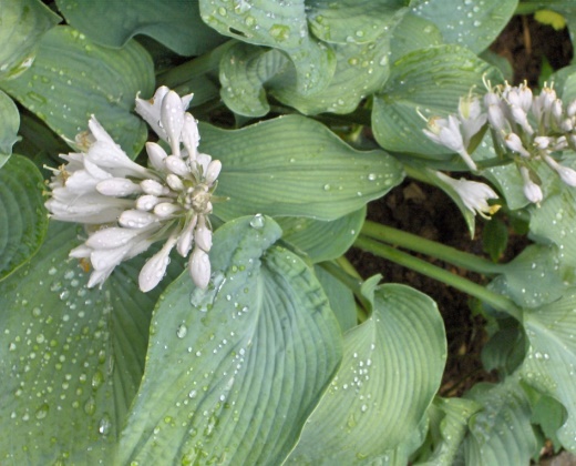 Bohyška "HOSTA FORTUNEI HYBRIDA"