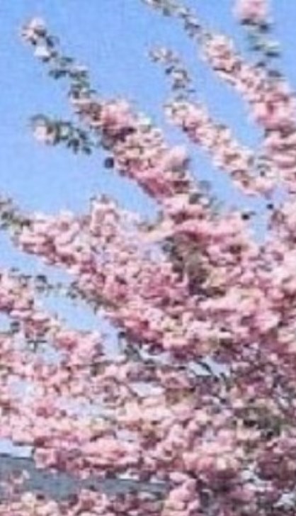 Višeň pilovitá "PRUNUS SERRULATA KANZAN" na kmínku 