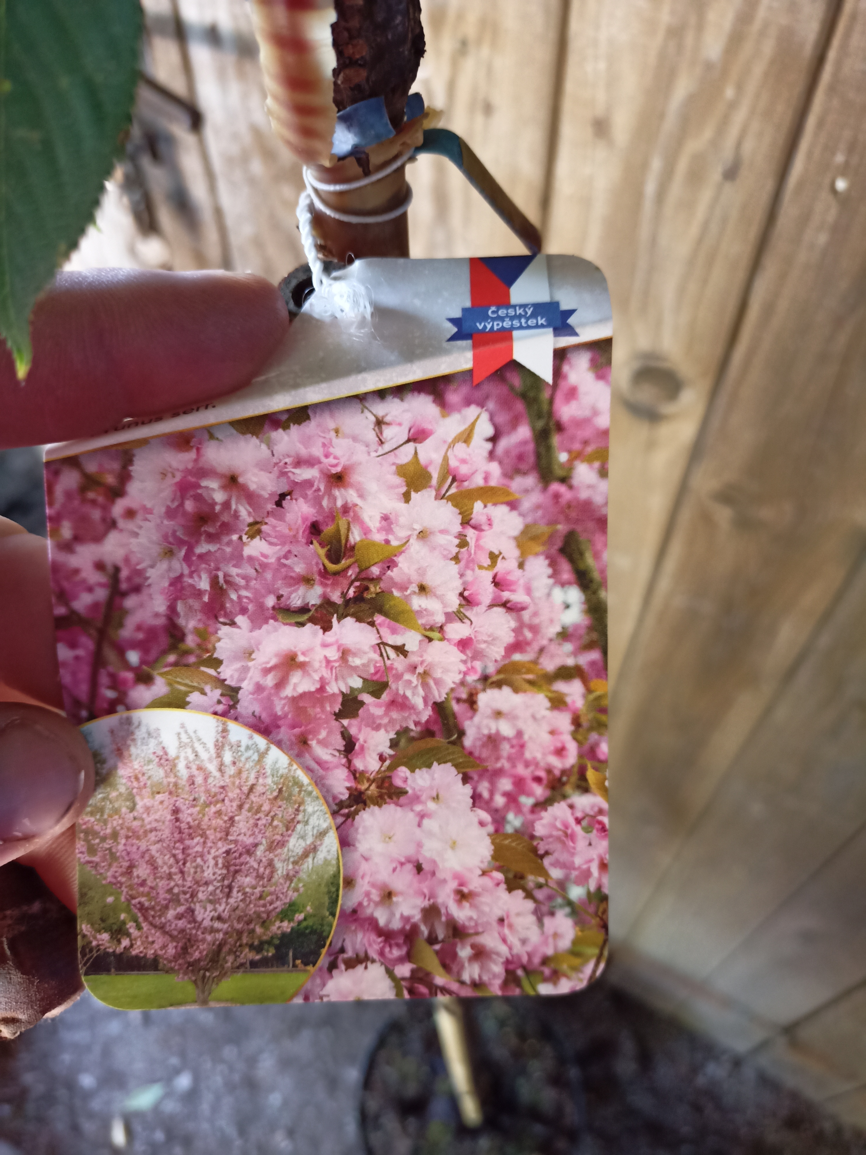 Okrasná třešeň Sakura "PRUNUS SERRULATA KIKU- SHIDARE SAKURA", výška + 120 cm