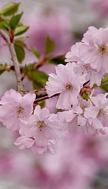 Višeň chloupkatá "PRUNUS ACCOLADE" výška 150 - 200 cm