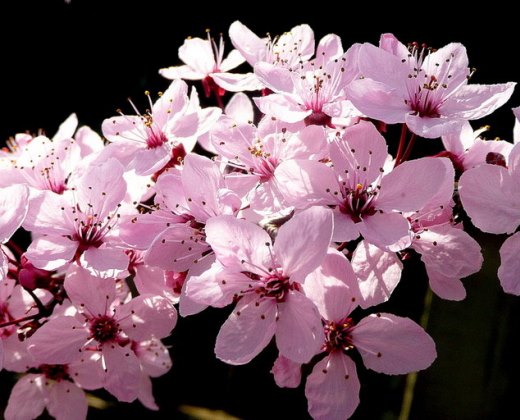 Třešeň červenolistá "PRUNUS CERASIFERA NIGRA" 