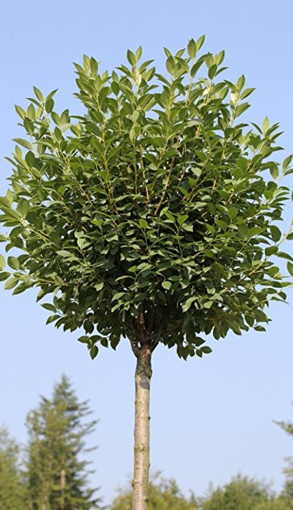 Višeň křovitá s kulovitou korunou "PRUNUS FRUTICOSA GLOBOSA"', výška 175 - 200 cm