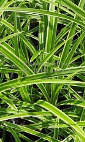 Ostřice japonská "CAREX MORROWII"