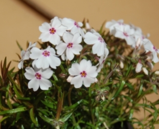 Plamenka šídlolistá "PHLOX SUBULATA", více variant