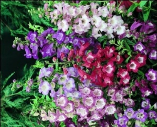 Dračík fialový "PENSTEMON HARTWEGII VIOLET"