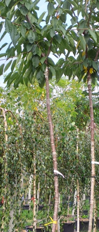 A- vzrostlé stromy Třešeň KORDIA + 250 cm