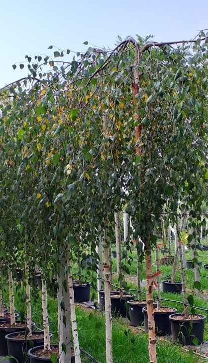 Bříza převislá "BETULA PENDULA YOUNGII", výška + 200 cm