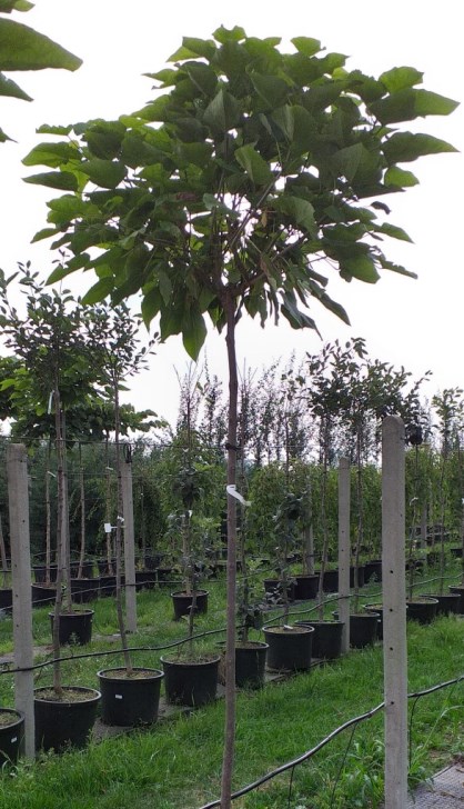 Katalpa trubačovitá "CATALPA BIGNONIOIDES NANA", výška + 200 cm
