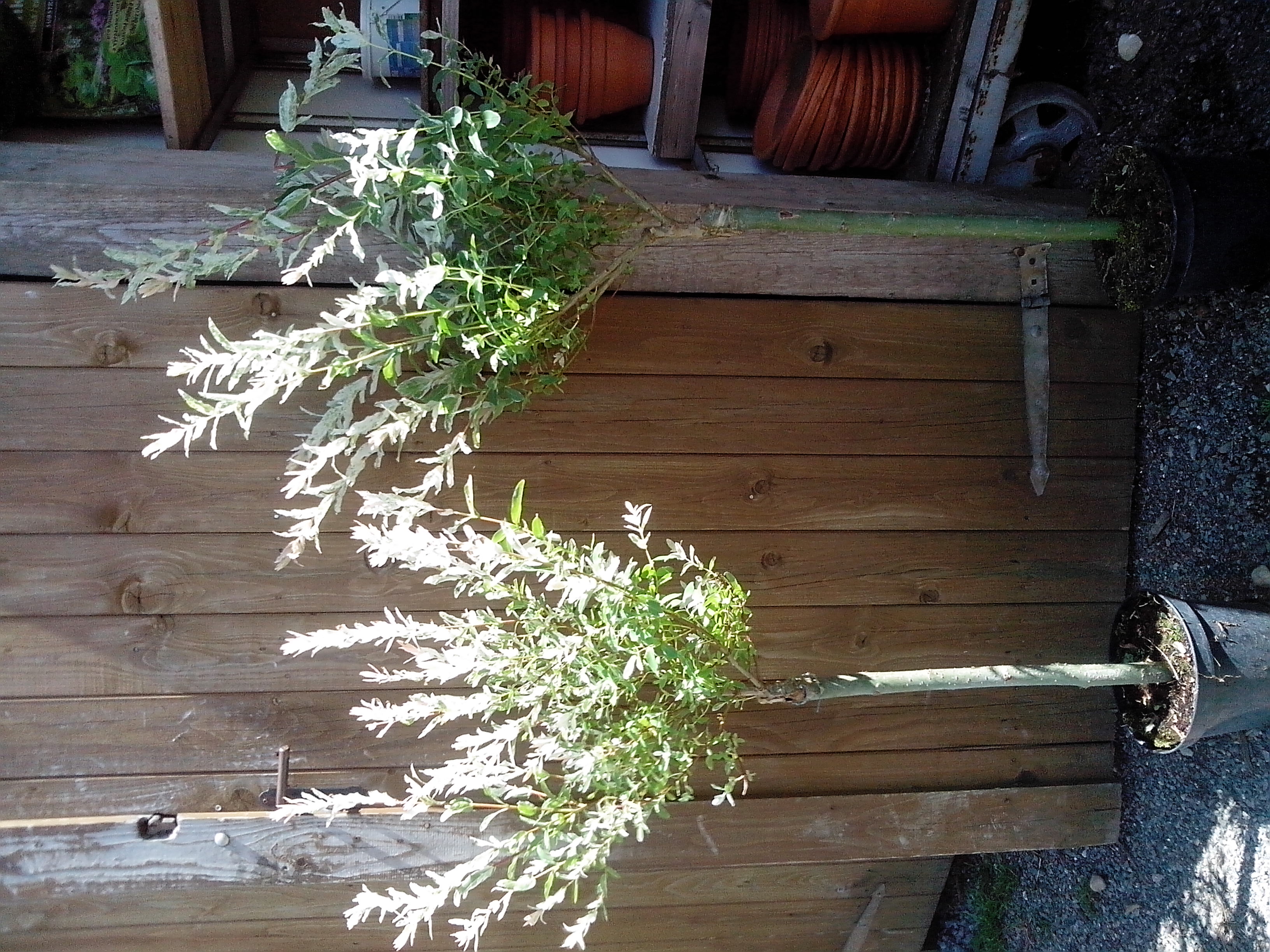 Vrba Japonská "SALIX INTEGRA HAKURO NISHIKI",  kmínek  80 cm 