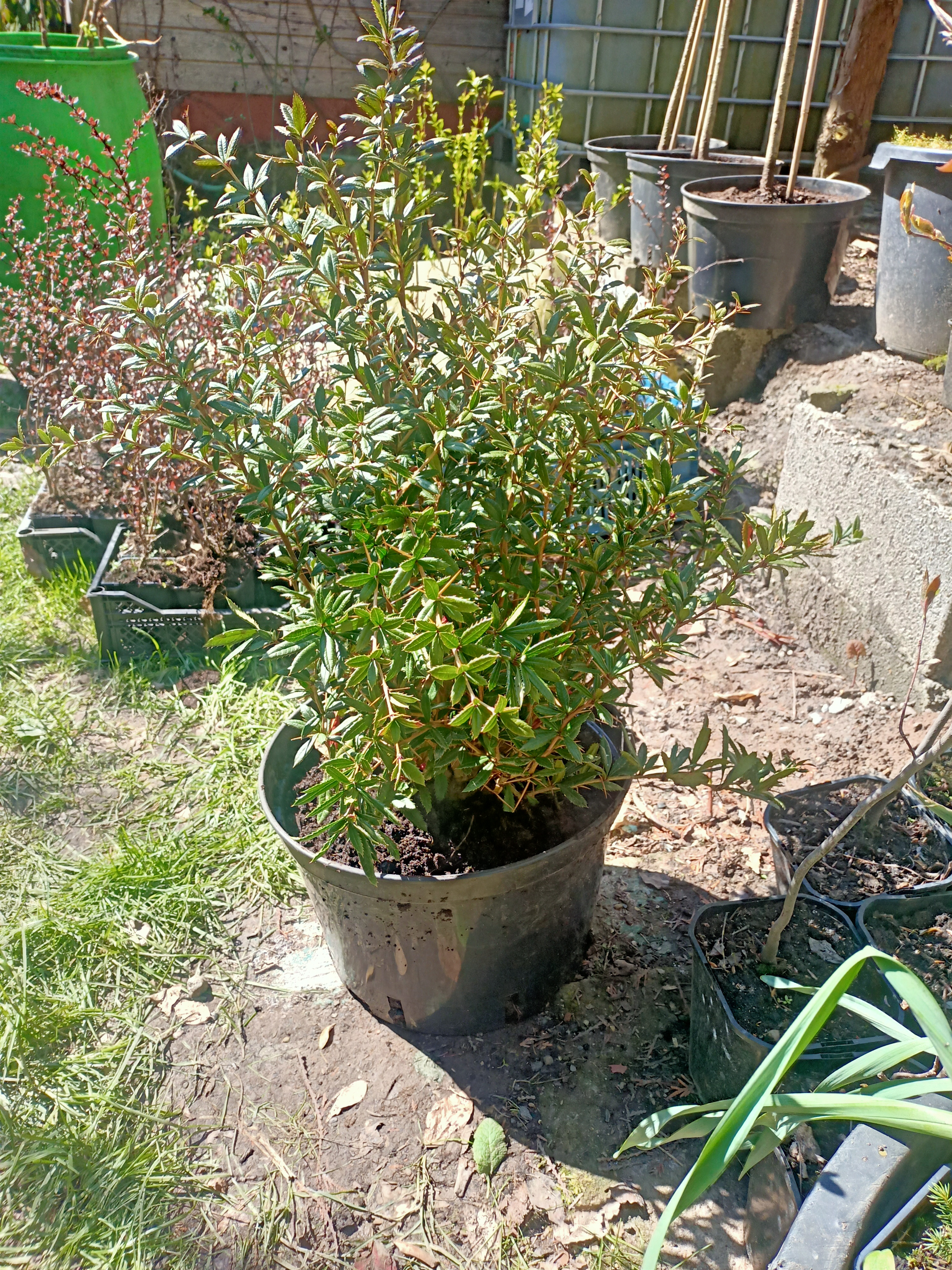 Dřišťál Juliin "BERBERIS JULIANAE" C20l